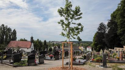 Bild: Wolfgang Steinbacher
Es gibt einen neu gepflanzten Baum für Urnenbestattungen auf dem Sulzbacher Friedhof. Gleichzeitig soll dieser klimataugliche Amber-Baum zu einem Schattenspender heranwachsen.