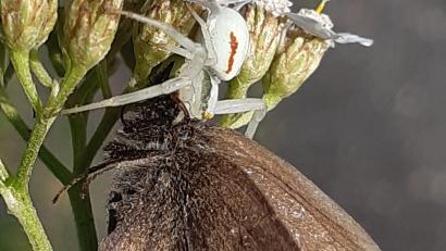 Bild: Wolfgang Winter
Wolfgang Winter gelingt eine seltene Aufnahme: Eine Krabbenspinne hat sich einen Schmetterling („Brauner Waldvogel“) als Beute geschnappt. Das Foto entstand in der Nähe der Deponie in Weiden-West.