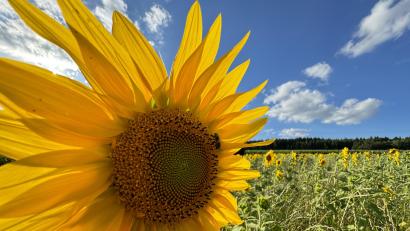 Bild: Matthias Bäumler/fph
Viele Sonnenblumen im Greenpark sind mittlerweile fast schon überreif, erfreuen aber noch immer mit ihrem Anblick und sind nicht nur für Bienen anziehend.