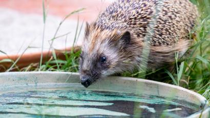 Bild: Sonja Kreil/exb
Vögel, Säuger und Insekten haben bei Hitzewellen oft Schwierigkeiten Wasser zu finden, da Bäche, Tümpel und Pfützen schnell austrocknen.
