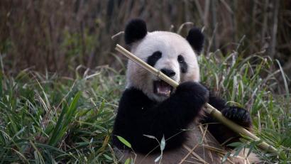 Bild: Paul Zinken/dpa
2019 brachte Meng Meng die Zwillinge Pit und Paule zur Welt. (Archivbild)