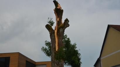 Bild: Dobmayer, Elisabeth [DOB]
Blitzeinschlag in Erle