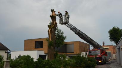 Bild: Dobmayer, Elisabeth
Ein verheerender Blitz schlug am Dienstagabend während eines Gewitters in die über 100 Jahre alte Esche am Feuerwehrgerätehaus ein und spaltete den Baum auf einer Länge von acht Metern regelrecht auf. Vohenstraußer Feuerwehrleute kamen den Pleysteiner Kameraden mit der Drehleiter zu Hilfe.