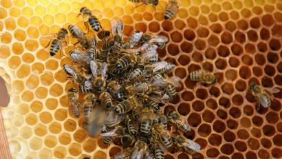 Bild: Ingrid Popp
Bei Wenzendorf wurden ein Bienenstock mit einem Bienenvolk gestohlen.