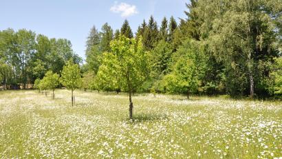 Bild: es
Margeritenblumen auf einer Streuobstwiese, so weit das Auge reicht.