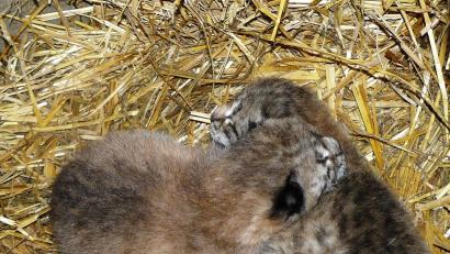 Bild: Kuhbandner, Gisela [GIS] (gisela-kuhbandner@t-online.de)
Luchsbabys. Bild: gis