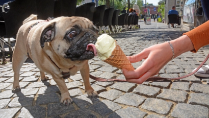 Bild: Gabi Schönberger
Kein "Dog Gelato", aber trotzdem lecker. Mops Mathilda wird ins Eiscafé "Dolce Vita" zurückkehren, um die Hundeeis-Sorten zu testen.