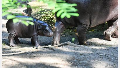 Bild: Paul Zinken/dpa
Patschebeinchen, Knopfaugen, neugieriger Blick - Toni erobert die Zuschauer direkt.