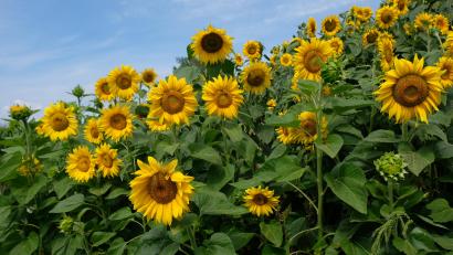 Bild: do
Ein ganzen Sonnenblumen-Berg spendet Landwirt Franz Vökl der Pfarrgemeinde, um am Wochenende mit dem Verkauf einen kleinen Beitrag zur Finanzierung des neuen Pfarrheims zu leisten.