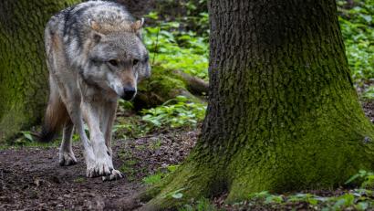 Symbolbild: Sina Schuldt/dpa
Ein Wolf zieht durch einen Wald. In der Oberpfalz kursieren aktuell Gerüchte, nach denen es in der Region ein neues Rudel geben soll.