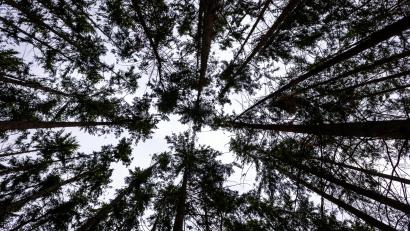 Symbolbild: Jens Büttner/dpa
Die Forstverwaltung Tschechische Wälder plant einen großen Kahlschlag im Erzgebirge, gegen den Umweltaktivisten eine Petition organisiert haben.