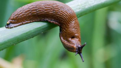 Symbolbild: Patrick Pleul/dpa
Eine Schnecke kriecht über Zwiebellauch: Diese braunen Nacktschnecken sind bei Gärtnern besonders unbeliebt.