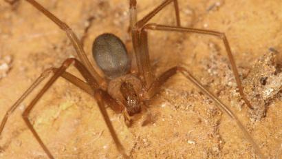 Bild: Peter Jäger/Senckenberg Gesellschaft für Naturforschung/dpa
Braune Violinspinne