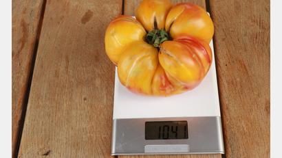 Bild: Jürgen Grünthaler
1041 Gramm zeigt die Küchenwaage für diese in Sulzbach-Rosenberg geerntete Tomate.