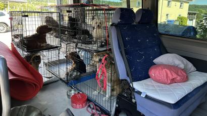Bild: Polizeiinspektion Furth im Wald
Die sieben Hunde in Käfigen im Fahrzeug