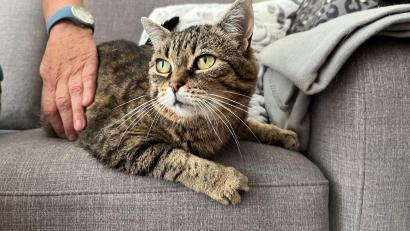Bild: Mutiara Sudarma
Für Streicheleinheiten ist die Senioren-Katze immer zu haben.
