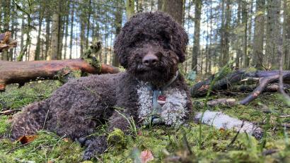 Bild: Nationalparkverwaltung Bayerischer Wald/dpa
Leo erschnüffelte im Nationalpark unter einer alten Buche einen Kupferroten Schleimtrüffel.