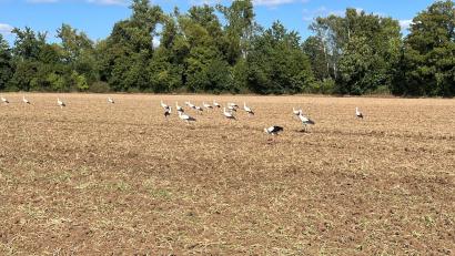 Bild: Mutiara Sudarma
Über 30 Störche suchten am Mittwoch auf einem Weidener Feld nach Nahrung.