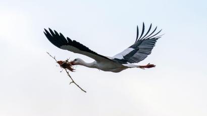 Symbolbild: Pia Bayer/dpa
Ein Storch ist mit Nistmaterialien auf dem Weg zu seinem Horst: In Schönsee war es heuer noch nicht so weit, das Aufstellen der Nisthilfe hat sich etwas verzögert.