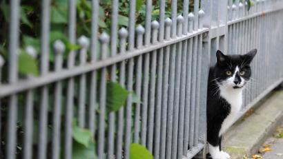 Symbolbild: Angelika Warmuth
Ein Unbekannter hat in Schönkirch zwei Katzen angeschossen.