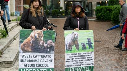 Bild: Enrico Pretto/LaPresse via ZUMA Press/dpa
In Italien haben Umweltschützer für die Befreiung von der Bärin JJ4 demonstriert. (Archivbild)