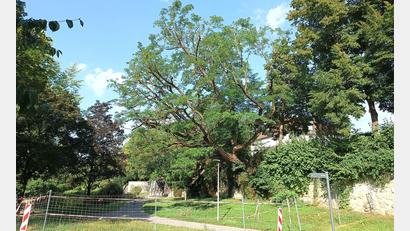 Bild: Jonas Schmidt, Stadt Amberg
Die etwa 120 Jahre alte Robinie im Amberger Stadtgraben sorgt weiterhin für eine Sperrung des Abschnitts beim Biotop in der Nähe der kleinen Vilsbrücke.