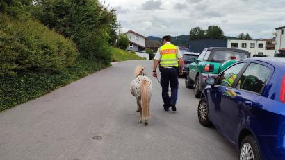 Bild: Polizeiinspektion Bad Kötzting
In Bad Kötzting hat die Polizei ein freilaufendes Pony eingefangen.