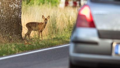 Symbolbild: Patrick Pleul/zb/dpa
Eine Herde mit 18 Tieren ist aus einem Damwildgehege bei Stadlern entwichen. Auf den Straßen wird um erhöhte Vorsicht gebeten.