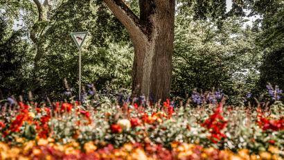 Symbolbild: Michael Golinski, Stadt Amberg
Blühendes Amberg.