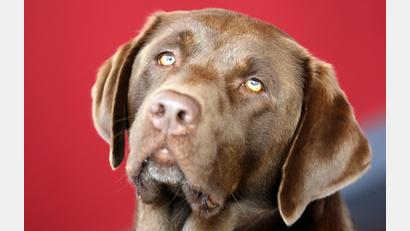 Symbolbild: Bernd Wüstneck/dpa
In Teublitz wurde ein Labrador Teil eines Konflikts.