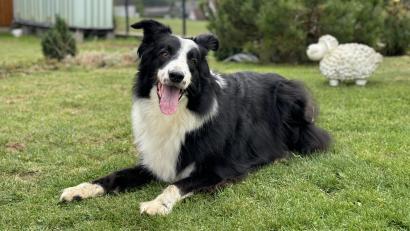 Bild: Dominik Mark
In manchen bayerischen Ortschaften entfällt die Hundesteuer. Wie sieht das in Weiden und im Landkreis Neustadt/WN aus?