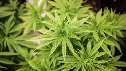 Bild: Christian Charisius/dpa
Die Polizei fand in einer Gärtnerei rund 400 Cannabispflanzen. (Symbolbild)