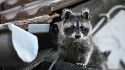 Symbolbild: Britta Pedersen/dpa
Waschbären bevorzugen warme Rückzugsorte. Besonders unter dem Dach finden sie häufig ein gutes Versteck. Möchte man die Tierchen aber nicht im eigenen Haus haben, sollte man alle Stellen gut abdichten.