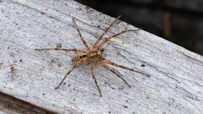 Archivbild: Robert Pfeifle/ NABU /dpa
Die Nosferatu-Spinne ist inzwischen in fast ganz Deutschland verbreitet.