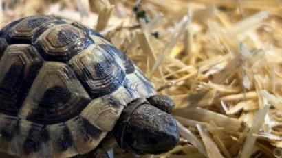 Bild: Polizei Schwandorf
Schildkröte Günther ist spurlos aus seinem Gehege in Schwandorf verschwunden.