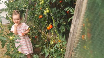 Bild: Portner
Enkelin Lea (3) nascht am liebsten die kleinen „Datterinos“ aus dem überdachten und nach vorne offenem Tomatenhaus.