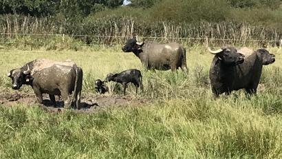 Bild: mma
Die Wasserbüffelkühe mit zwei ihrer Kälbchen weiden auf der Anlage in der Vilsecker Straße in Hahnbach.