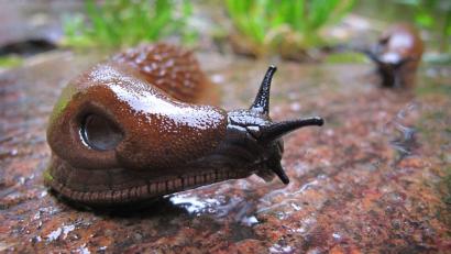 Symbolbild: Karl-Josef Hildenbrand/dpa
Die spanische Wegschnecke geht vielen Gärtnern auf die Nerven.