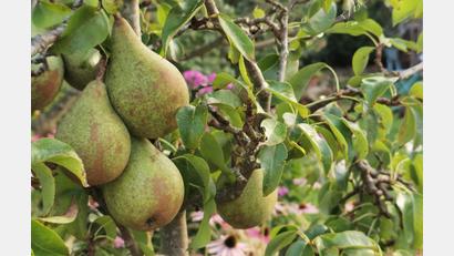 Bild: Portner
Bei zwei Mitmach-Aktionen des Kreisgartenamts Schwandorf geht es um die Birne.
