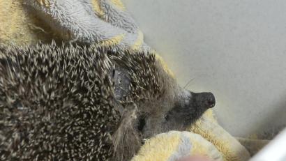 Bild: Sascha Thelen/dpa
Mähroboter mähen nicht nur Rasen, sondern mitunter auch Igel. Tierschützer fordern ein Ende.