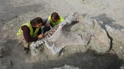 Bild: Gbe-Uned/dpa
Manche Dinosaurier-Knochen haben gewaltige Ausmaße. Portugiesische und spanische Forschenden haben neue entdeckt.