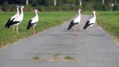 Symbolbild: Thomas Warnack/dpa
Ein kleiner Ort, unweit vom Bodensee, leidet unter den Vögeln.