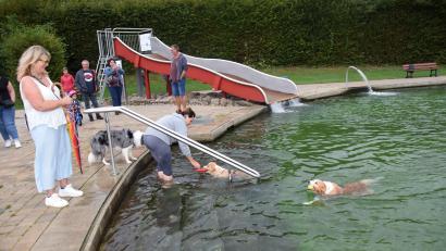 Bild: hdk
Manche Hunde sprangen sofort ins Becken des Königsteiner Naturbads, andere waren scheu und zögerten – das ist wohl wie bei menschlichen Badegästen.