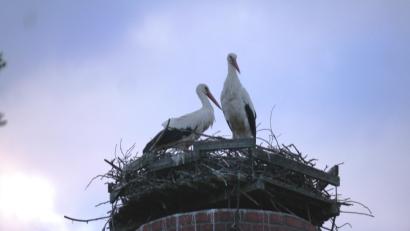 Archivbild: gis
Da war die Welt noch in Ordnung: "Rudi" und "Uschi" in ihrem Zuhause auf dem Schlot der alten Zieglhütte.