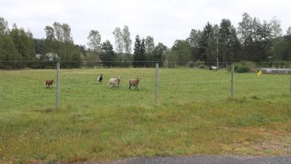 Bild: pi
Der Sportplatz hat ausgedient. Wo früher die Fußballer dem Leder hinterherjagten, grasen heute Tiere.