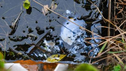 Bild: Petra Hartl
Es sieht zwar aus wie ein Ölfilm, ist aber keiner. Bei diesen Schlieren auf der Wasseroberfläche handelte es sich um ein Produkt von Algen.