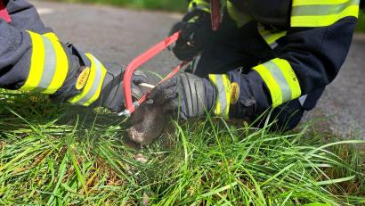 Bild: Berufsfeuerwehr München/dpa
Die Feuerwehr befreit den Siebenschläfer aus seiner Notlage.