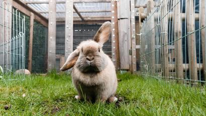Symbolbild: Markus Scholz
Die Polizei sucht einen Dieb, der Hasen aus einem Stall in Hirschau geklaut hat.