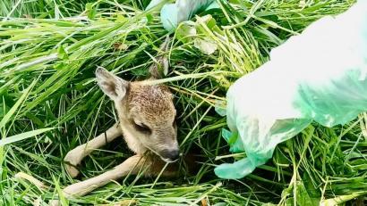 Bild: Rehkitzrettung Tirschenreuth e. V. 
Wer ein Kitz retten möchte, muss unbedingt einige Kriterien beachten. Die Tiere fliehen nicht, sollten aber nicht mit blanken Händen angefasst werden.