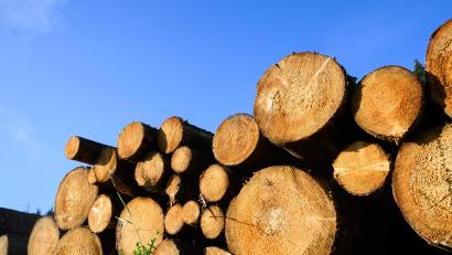 Bild: Julian Stratenschulte / dpa
Mehrere Ster Holz hat ein Mann von einem Holzlager in der Korbersdorfer Straße aufgeladen. Gegenüber der Polizei stritt der Mann den Diebstahl ab, jetzt folgen weitere Ermittlungen.